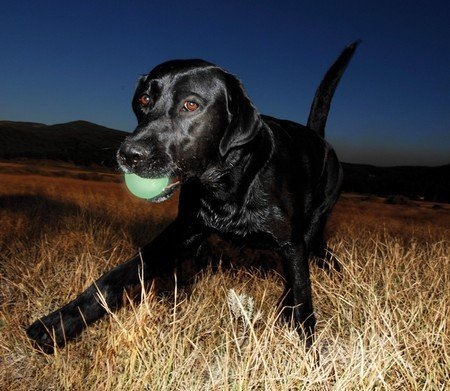 Zdjęcie Chuckit! Max Glow Ball piłka świecąca w ciemności dla psa Small 