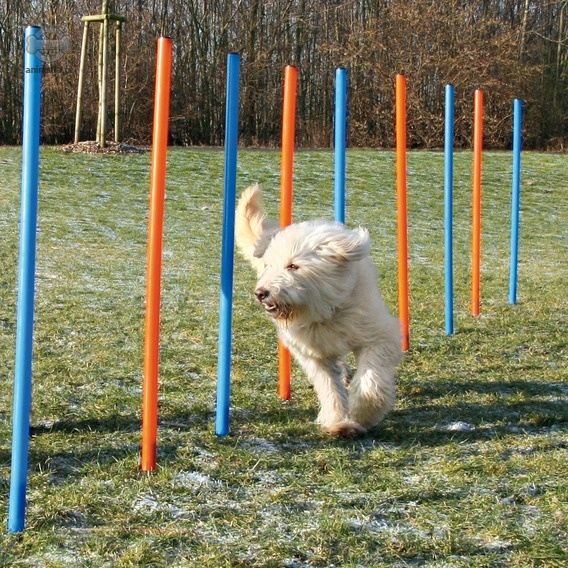 Zdjęcie Trixie Dog Activity Agility słupki Slalom dla psa   niebiesko-pomarańczowy 115 cm / śr 3 cm