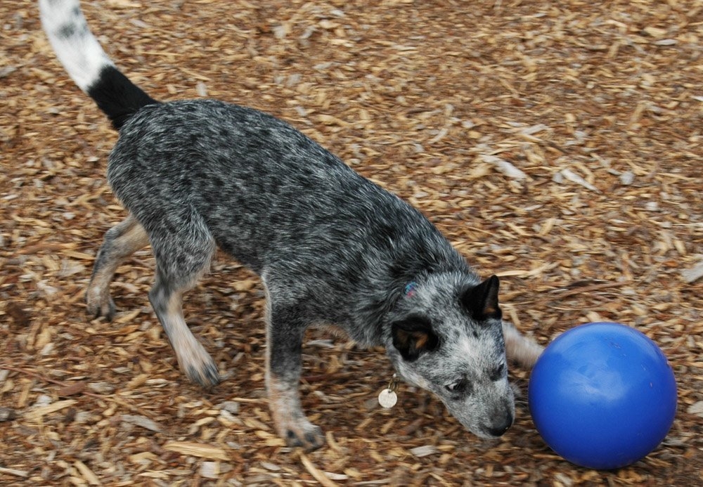 Zdjęcie Boomer Ball Odporna piłka zmyłka dla psa rozm. M 15cm niebieska 