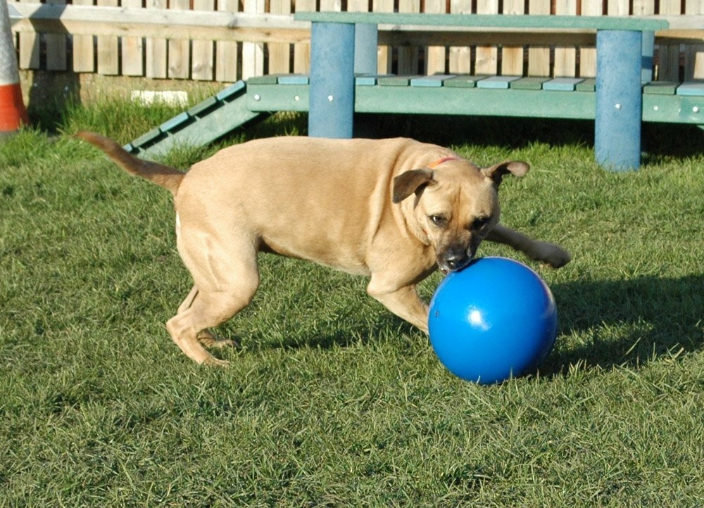 Zdjęcie Boomer Ball Odporna piłka zmyłka dla psa rozm. M 15cm czerwona 