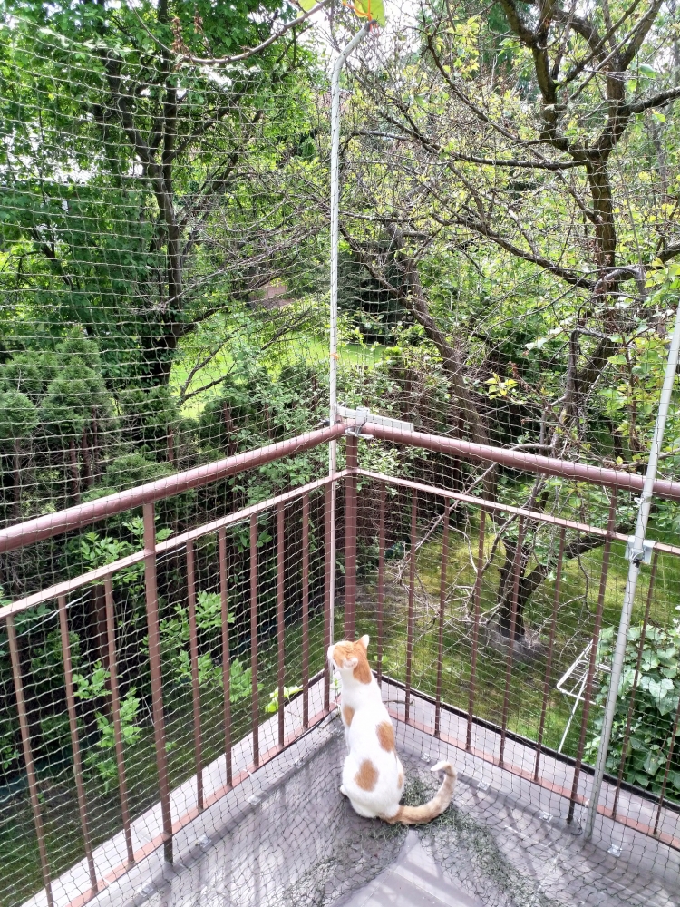 Zdjęcie Trixie Siatka ochronna do okien / balkonów  8 x 3 m, transparentna 