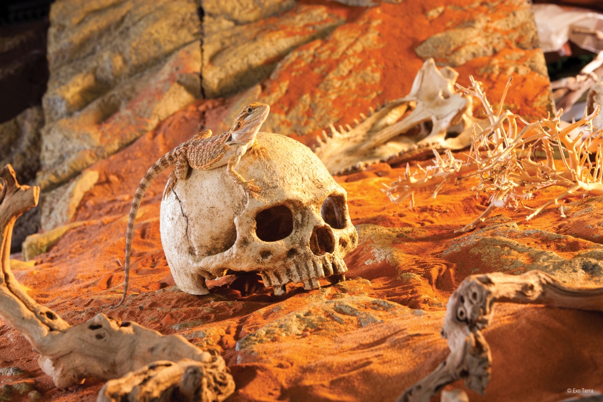 Zdjęcie Exo-Terra Primate Skull kryjówka czaszka naczelnego  12 x 15 x 11 cm 
