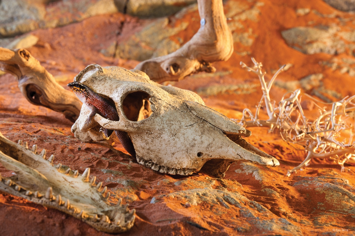 Zdjęcie Exo-Terra Buffalo Skull kryjówka czaszka bawoła  23 x 13 x 8,5 cm 