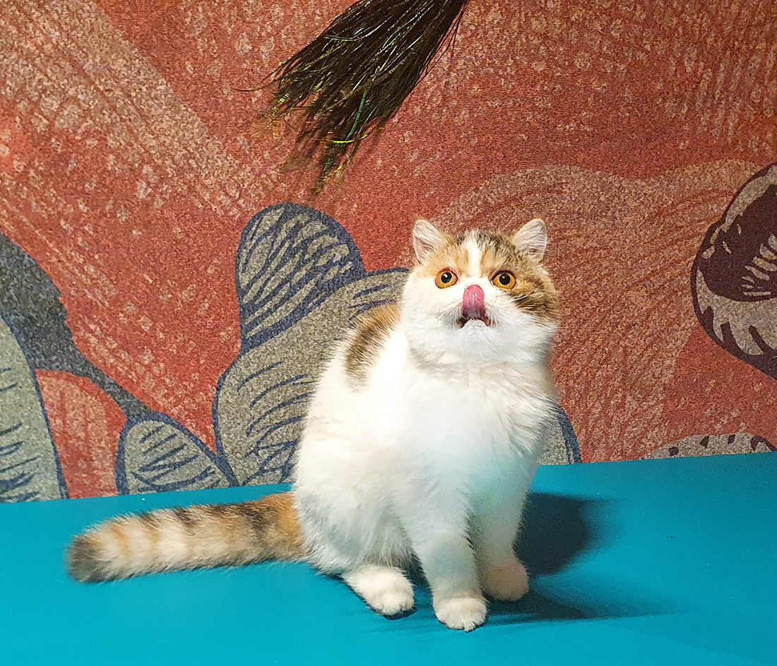 Zdjęcie Vee-Toys PURRfect Wispy Bouncer Cat Toy wędka premium dla kota   45 + 15 cm