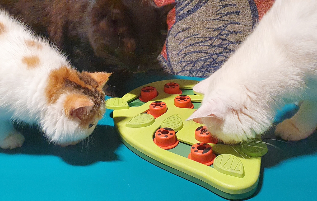 Zdjęcie Outward Hound Cat Buggin' Out Puzzle & Play Nina Ottosson zabawka edukacyjna dla kotów 35 x 4,5 x 29 cm
